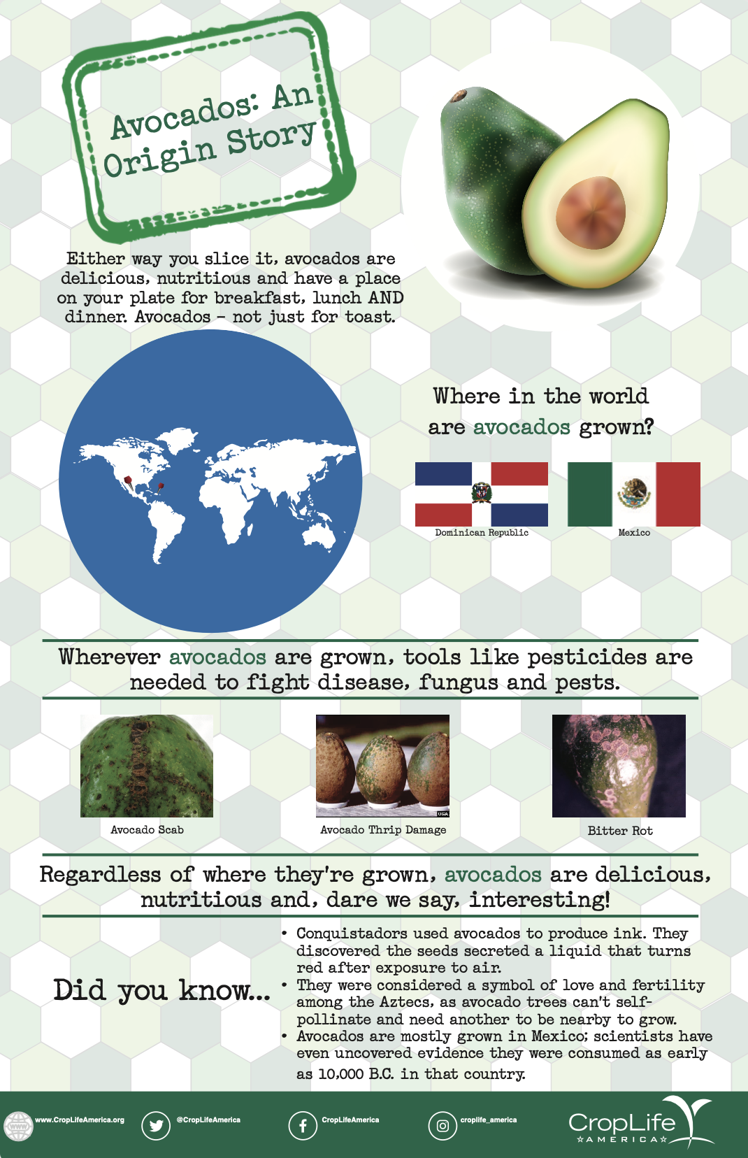 Avocados: An Origin Story