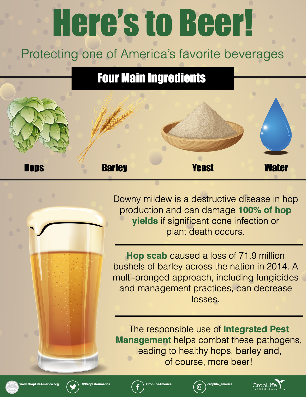 Beer Infographic
