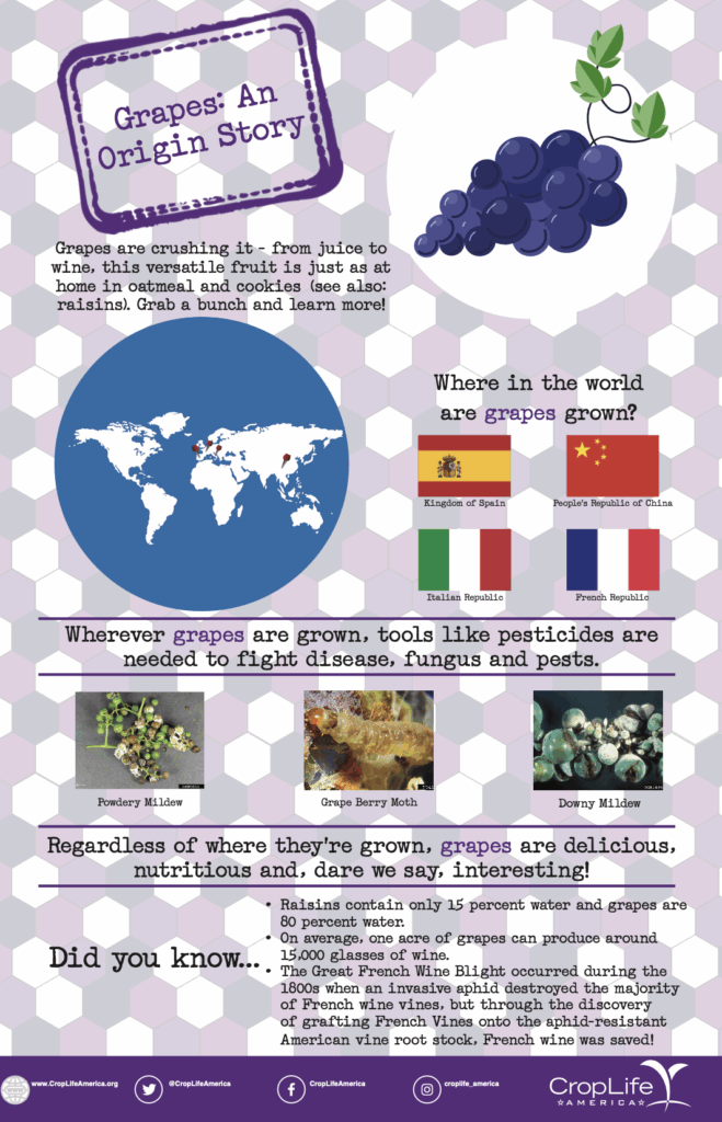 Grapes: An Origin Story