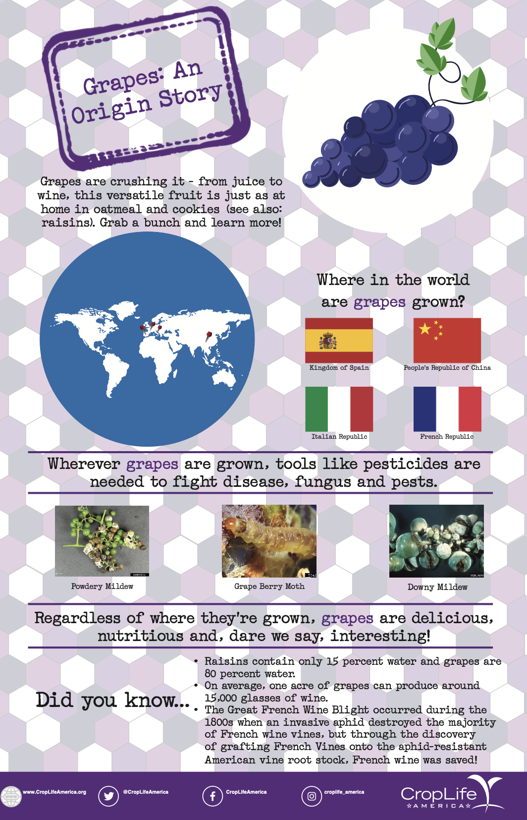 Grapes: An Origin Story